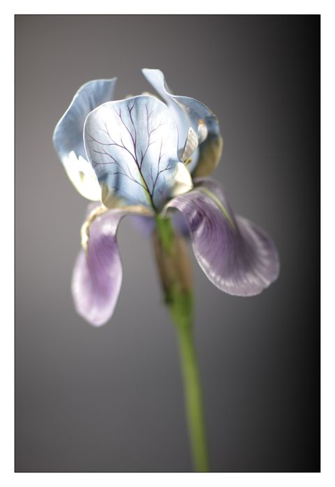 modèle de fleur articulé Brendel : iris
