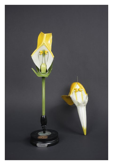 modèle de fleur articulé Brendel : calvarie pistillaire - © Ministère de la Culture (France), Direction Régionale des Affaires Culturelles de Bourgogne-Franche-Comté – Tous droits réservés