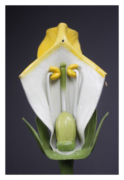 modèle de fleur articulé Brendel : calvarie pistillaire - © Ministère de la Culture (France), Direction Régionale des Affaires Culturelles de Bourgogne-Franche-Comté – Tous droits réservés 