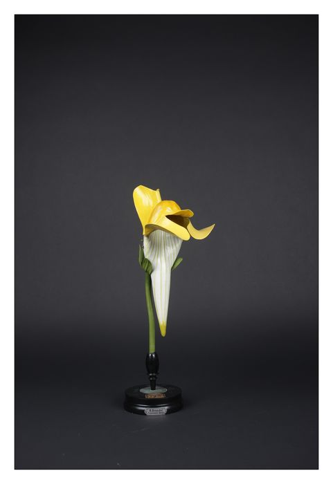 modèle de fleur articulé Brendel : calvarie pistillaire - © Ministère de la Culture (France), Direction Régionale des Affaires Culturelles de Bourgogne-Franche-Comté – Tous droits réservés 