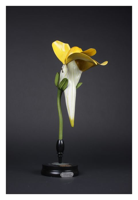 modèle de fleur articulé Brendel : calvarie pistillaire - © Ministère de la Culture (France), Direction Régionale des Affaires Culturelles de Bourgogne-Franche-Comté – Tous droits réservés 