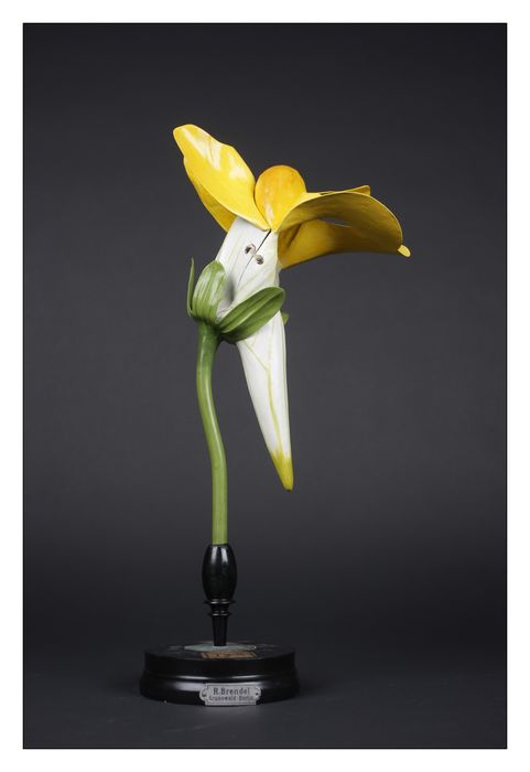 modèle de fleur articulé Brendel : calvarie pistillaire - © Ministère de la Culture (France), Direction Régionale des Affaires Culturelles de Bourgogne-Franche-Comté – Tous droits réservés 