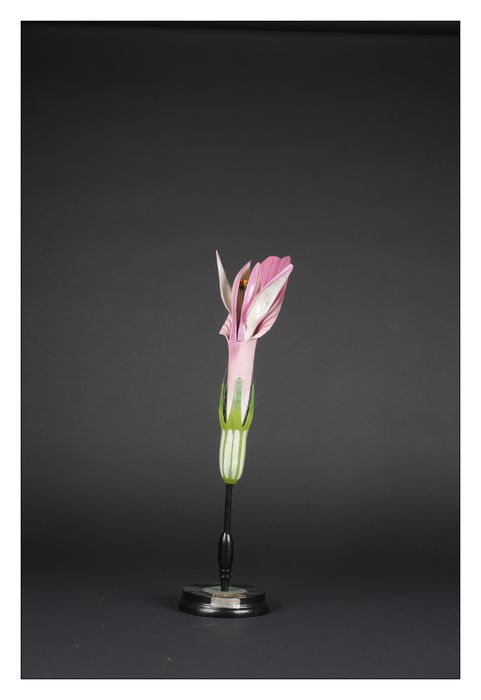 modèle de fleur articulé Brendel : trèfle - © Ministère de la Culture (France), Direction Régionale des Affaires Culturelles de Bourgogne-Franche-Comté – Tous droits réservés 