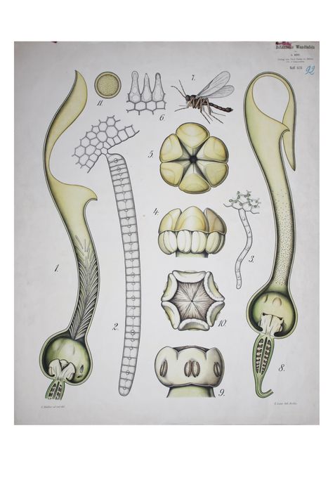 reproduction anatomique du Docteur Auzoux n°1