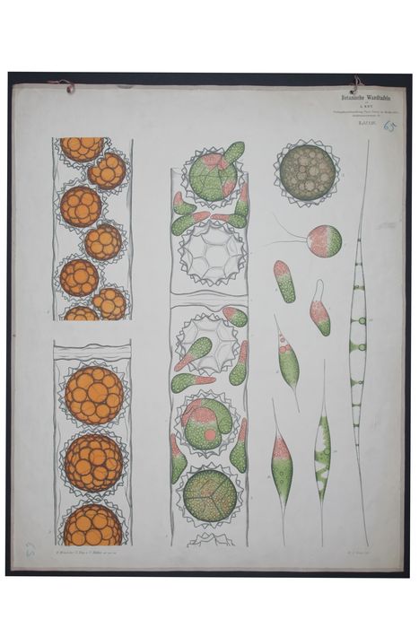 reproduction anatomique du Docteur Auzoux n°2