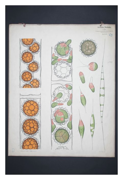 reproduction anatomique du Docteur Auzoux n°2