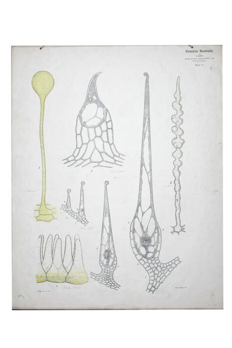 reproduction anatomique du Docteur Auzoux n°3