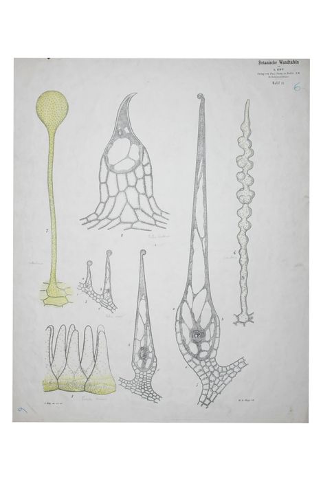 reproduction anatomique du Docteur Auzoux n°3