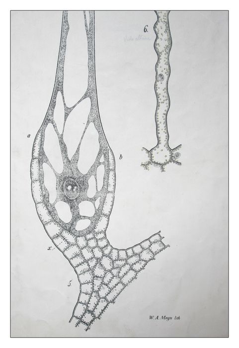 reproduction anatomique du Docteur Auzoux n°3, détail