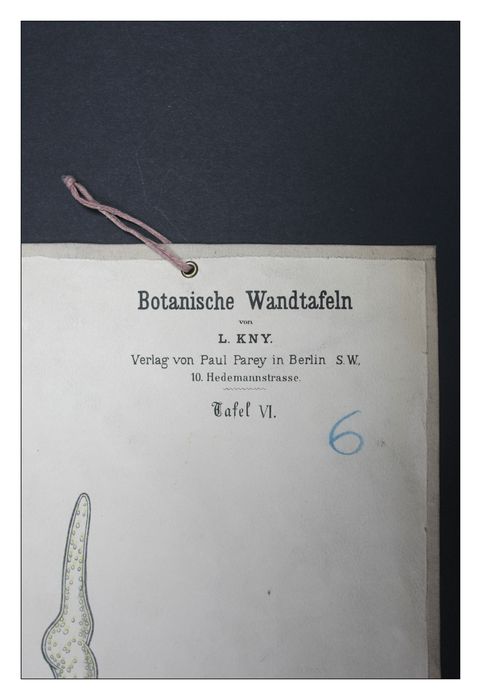 reproduction anatomique du Docteur Auzoux n°3, détail