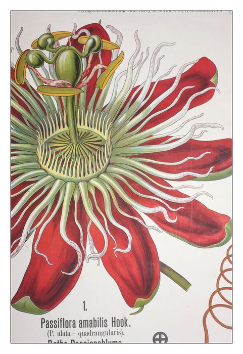 reproduction anatomique du Docteur Auzoux n°5, détail