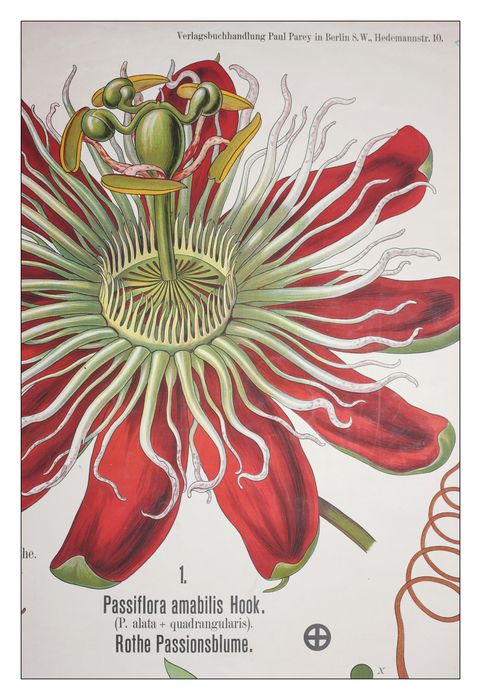 reproduction anatomique du Docteur Auzoux n°5, détail