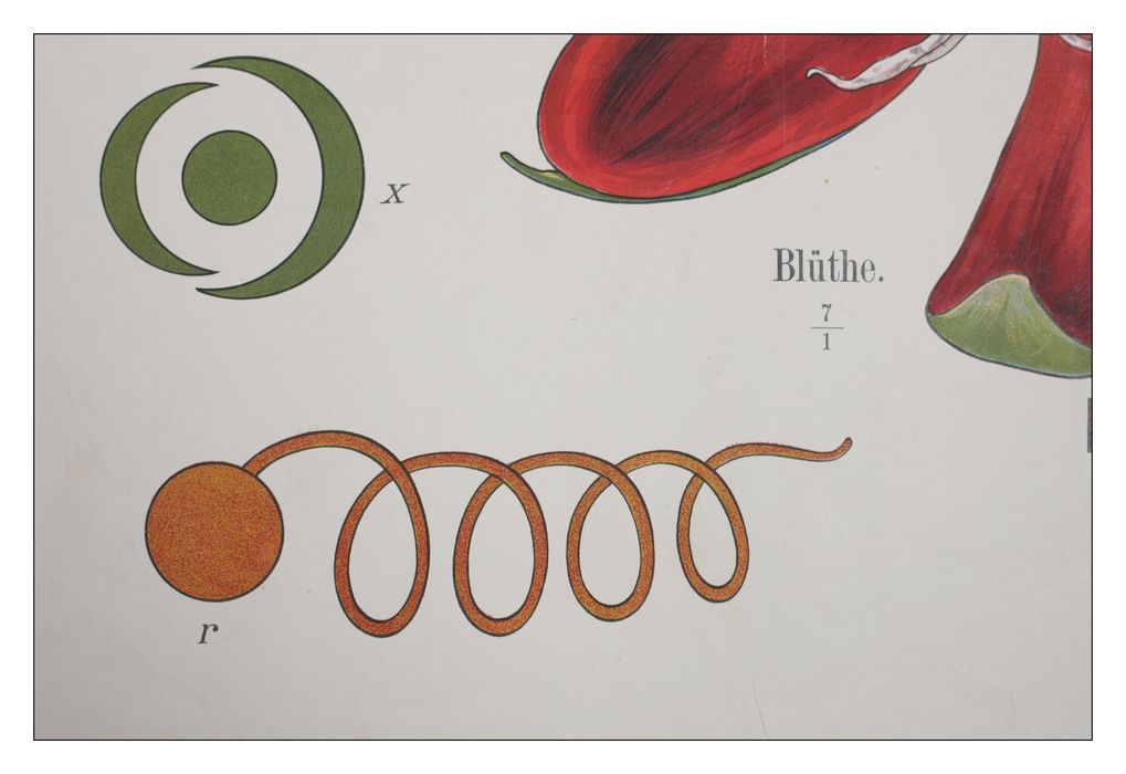 reproduction anatomique du Docteur Auzoux n°5, détail