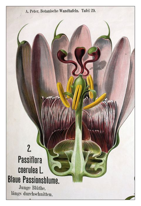 reproduction anatomique du Docteur Auzoux n°5, détail