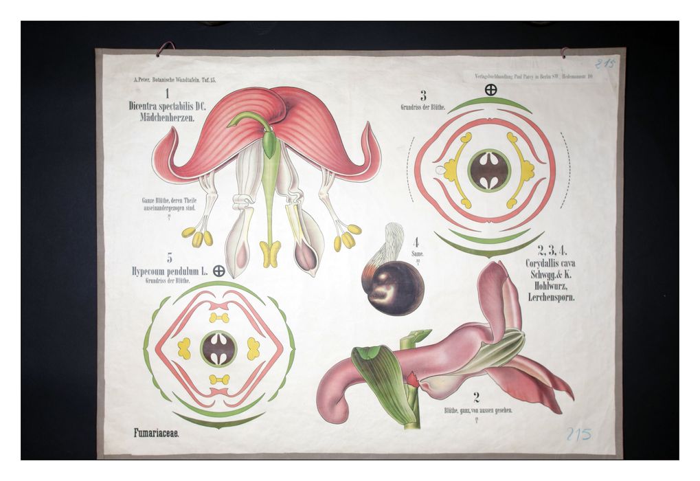 reproduction anatomique du Docteur Auzoux n°6