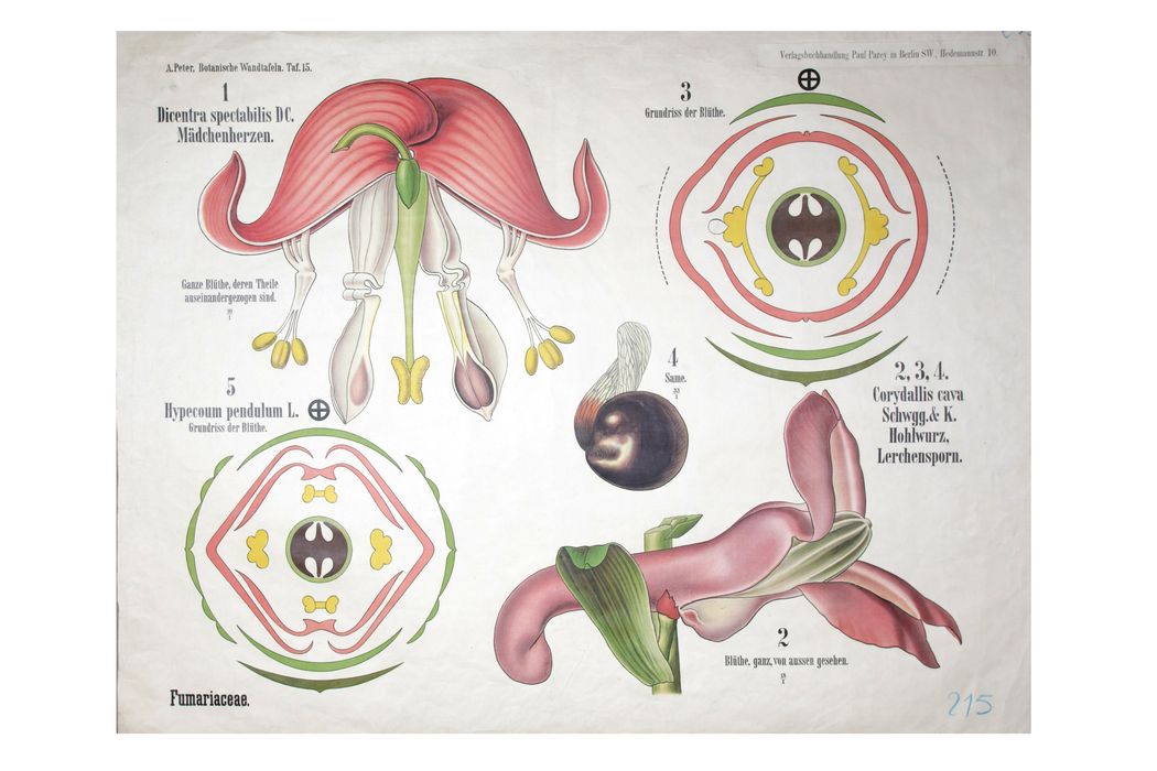 reproduction anatomique du Docteur Auzoux n°6