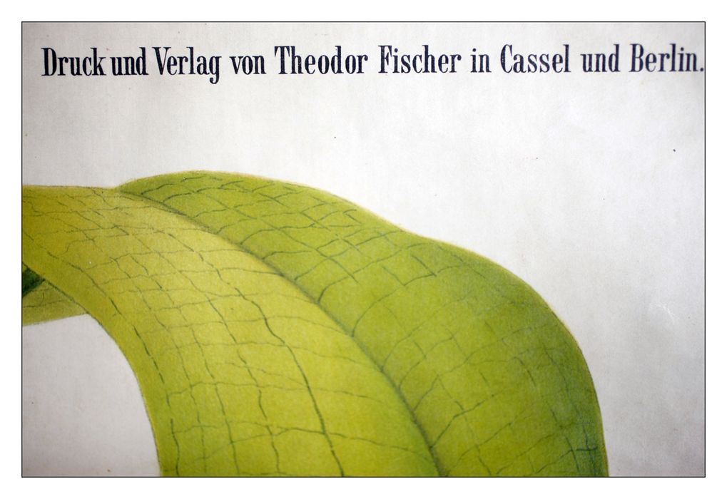 reproduction anatomique du Docteur Auzoux n°7, détail