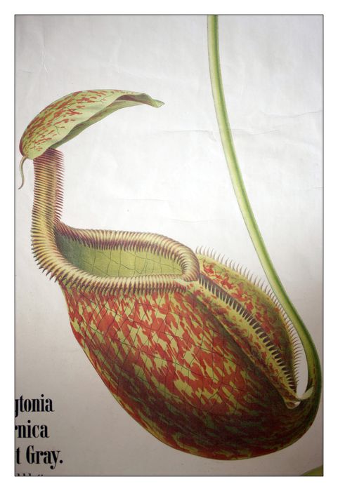 reproduction anatomique du Docteur Auzoux n°7, détail