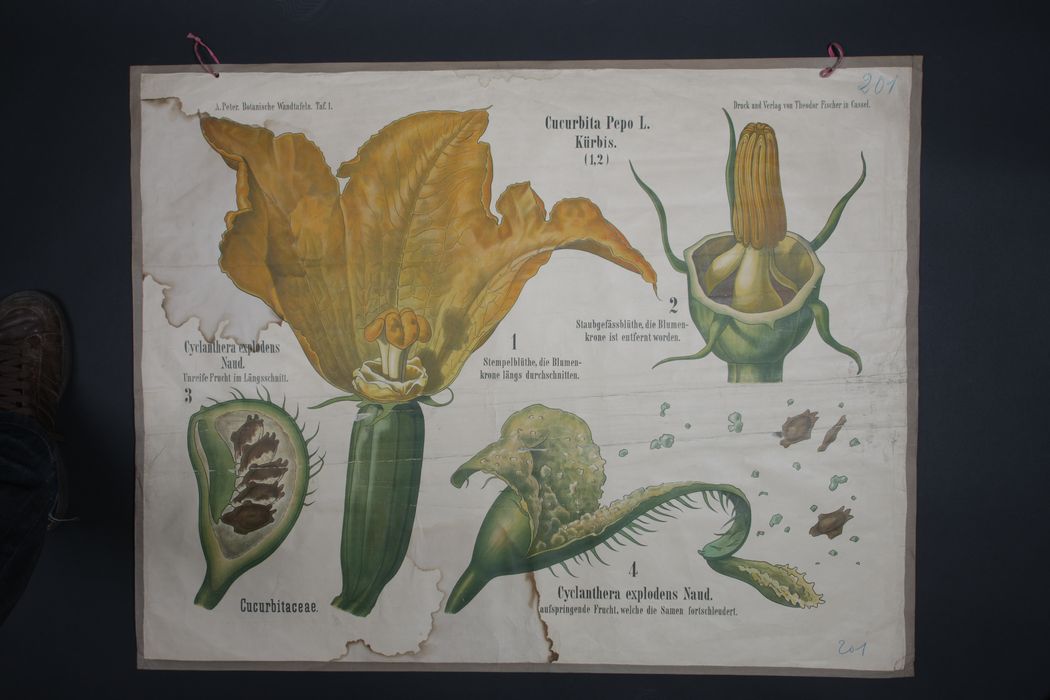 reproduction anatomique du Docteur Auzoux n°8