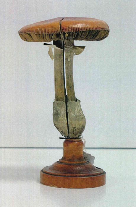 modèle de fleur articulé Brendel : agaric oronge vraie - © Ministère de la Culture (France), Direction Régionale des Affaires Culturelles de Bourgogne-Franche-Comté – Tous droits réservés