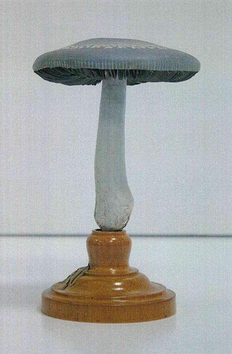 modèle de fleur articulé Brendel : agaric violacé - © Ministère de la Culture (France), Direction Régionale des Affaires Culturelles de Bourgogne-Franche-Comté – Tous droits réservés