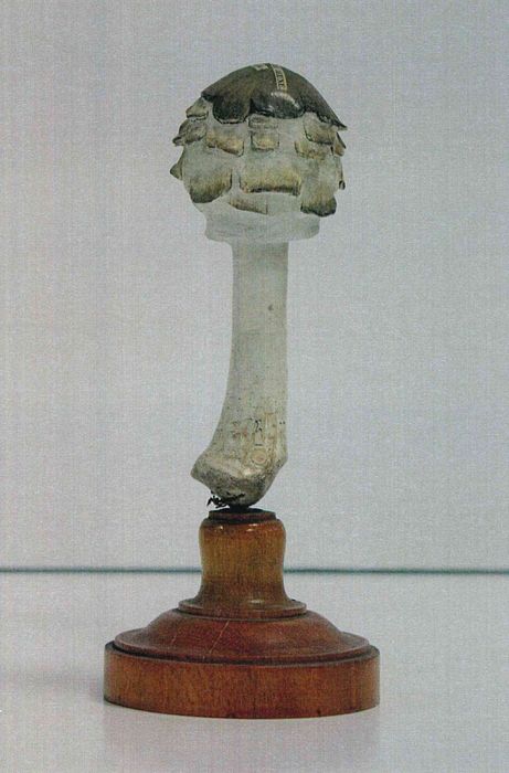 modèle de fleur articulé Brendel : agaric couleuvre jeune - © Ministère de la Culture (France), Direction Régionale des Affaires Culturelles de Bourgogne-Franche-Comté – Tous droits réservés
