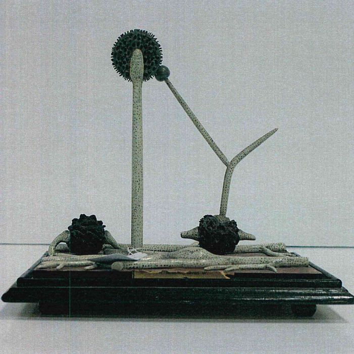modèle de fleur articulé Brendel : mucor mucedo - © Ministère de la Culture (France), Direction Régionale des Affaires Culturelles de Bourgogne-Franche-Comté – Tous droits réservés