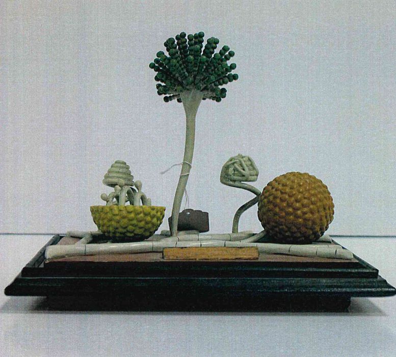 modèle de fleur articulé Brendel : aspergillus niger - © Ministère de la Culture (France), Direction Régionale des Affaires Culturelles de Bourgogne-Franche-Comté – Tous droits réservés