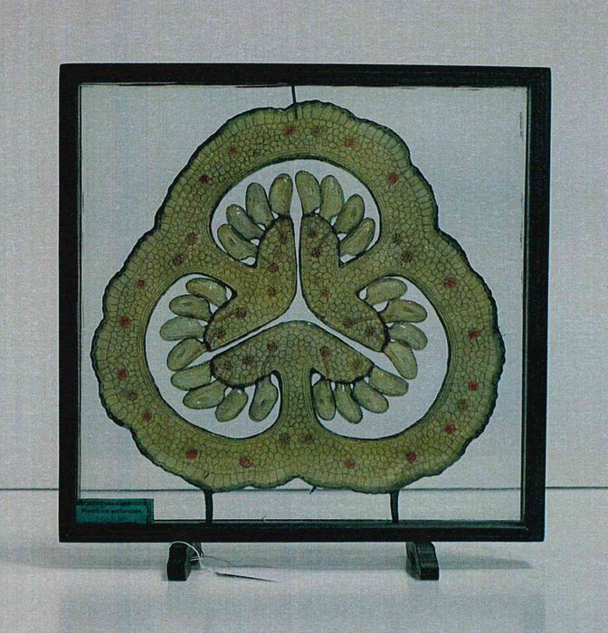 modèle de fleur articulé Brendel : millepertuis - © Ministère de la Culture (France), Direction Régionale des Affaires Culturelles de Bourgogne-Franche-Comté – Tous droits réservés