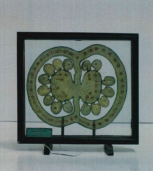 modèle de fleur articulé Brendel : jusquiame noire - © Ministère de la Culture (France), Direction Régionale des Affaires Culturelles de Bourgogne-Franche-Comté – Tous droits réservés