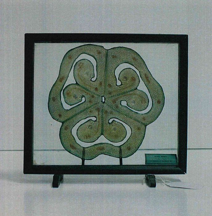 modèle de fleur articulé Brendel : scille à deux feuilles - © Ministère de la Culture (France), Direction Régionale des Affaires Culturelles de Bourgogne-Franche-Comté – Tous droits réservés