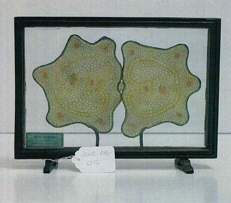 modèle de fleur articulé Brendel : grande cigüe - © Ministère de la Culture (France), Direction Régionale des Affaires Culturelles de Bourgogne-Franche-Comté – Tous droits réservés