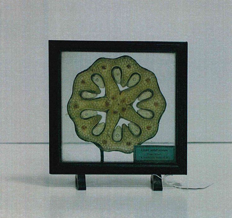 modèle de fleur articulé Brendel : lin cultivé - © Ministère de la Culture (France), Direction Régionale des Affaires Culturelles de Bourgogne-Franche-Comté – Tous droits réservés