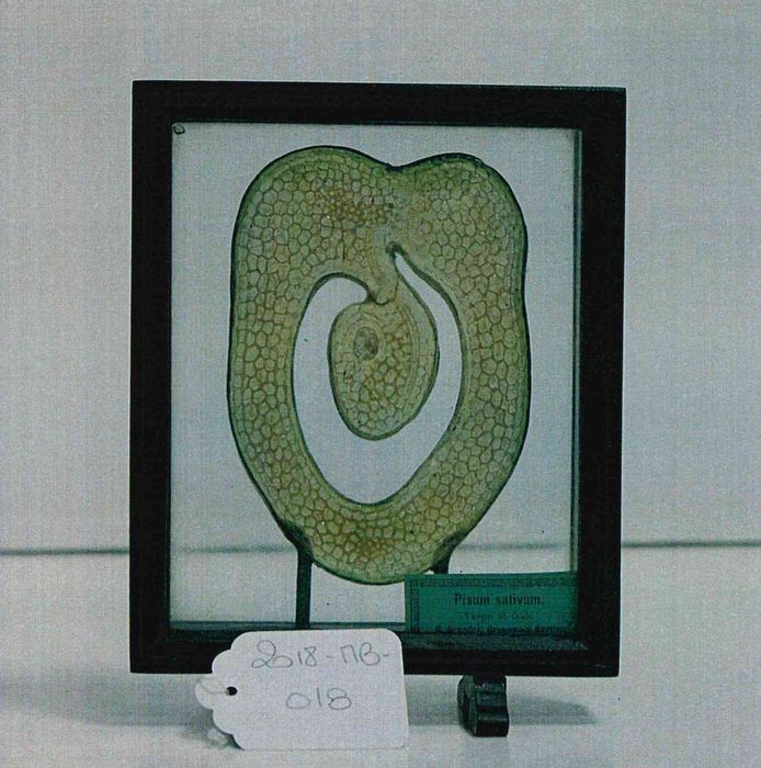 modèle de fleur articulé Brendel : pois cultivé - © Ministère de la Culture (France), Direction Régionale des Affaires Culturelles de Bourgogne-Franche-Comté – Tous droits réservés