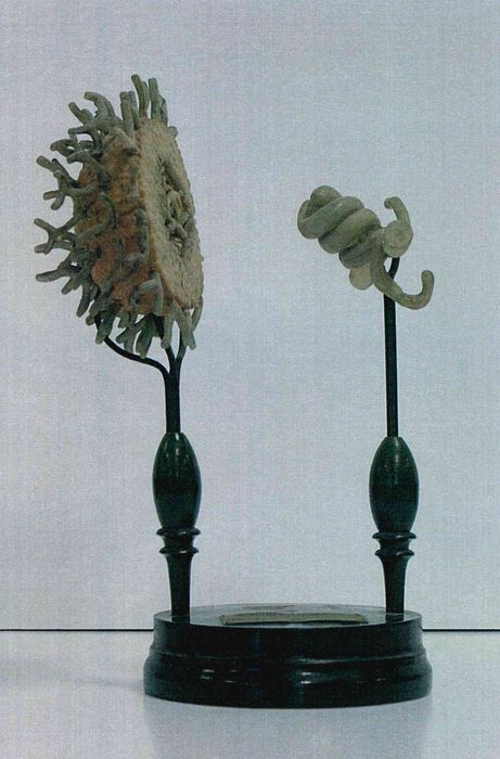modèle de fleur articulé Brendel : pénicillium - © Ministère de la Culture (France), Direction Régionale des Affaires Culturelles de Bourgogne-Franche-Comté – Tous droits réservés