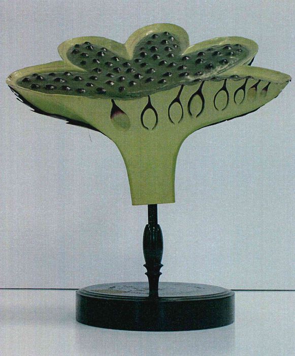 modèle de fleur articulé Brendel : hépatique des fontaines - © Ministère de la Culture (France), Direction Régionale des Affaires Culturelles de Bourgogne-Franche-Comté – Tous droits réservés