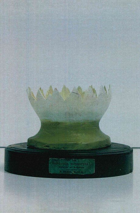 modèle de fleur articulé Brendel : hépatique des fontaines - © Ministère de la Culture (France), Direction Régionale des Affaires Culturelles de Bourgogne-Franche-Comté – Tous droits réservés