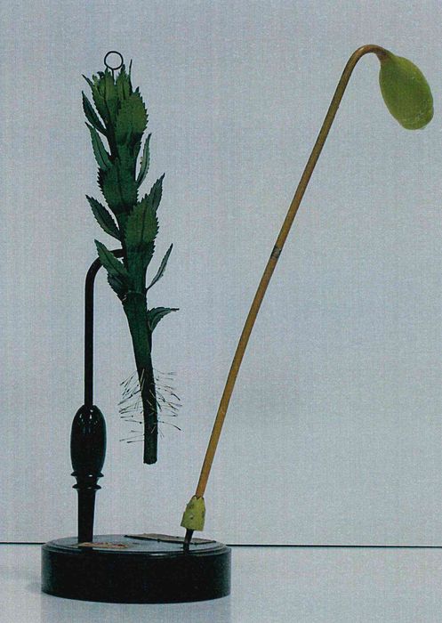 modèle de fleur articulé Brendel : mnie cuspidée - © Ministère de la Culture (France), Direction Régionale des Affaires Culturelles de Bourgogne-Franche-Comté – Tous droits réservés