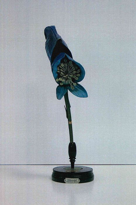 modèle de fleur articulé Brendel : aconit - © Ministère de la Culture (France), Direction Régionale des Affaires Culturelles de Bourgogne-Franche-Comté – Tous droits réservés 