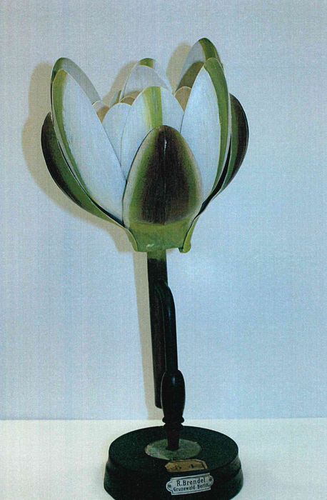 modèle de fleur articulé Brendel : nénuphar blanc - © Ministère de la Culture (France), Direction Régionale des Affaires Culturelles de Bourgogne-Franche-Comté – Tous droits réservés