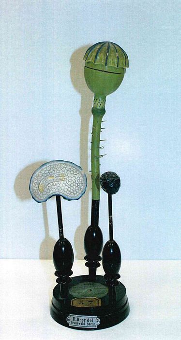 modèle de fleur articulé Brendel : coquelicot - © Ministère de la Culture (France), Direction Régionale des Affaires Culturelles de Bourgogne-Franche-Comté – Tous droits réservés