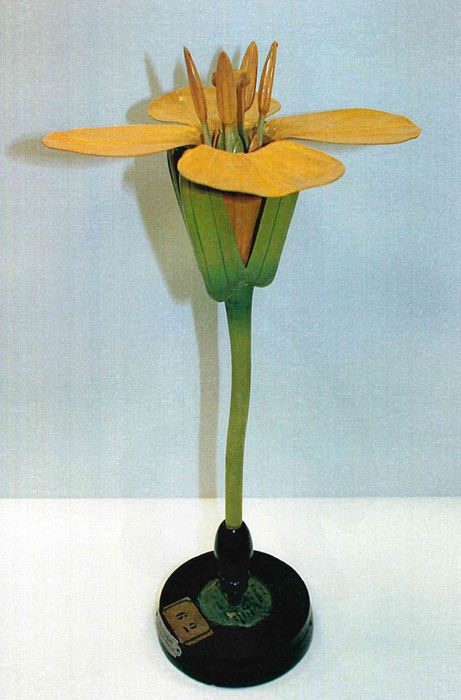 modèle de fleur articulé Brendel : colza - © Ministère de la Culture (France), Direction Régionale des Affaires Culturelles de Bourgogne-Franche-Comté – Tous droits réservés 