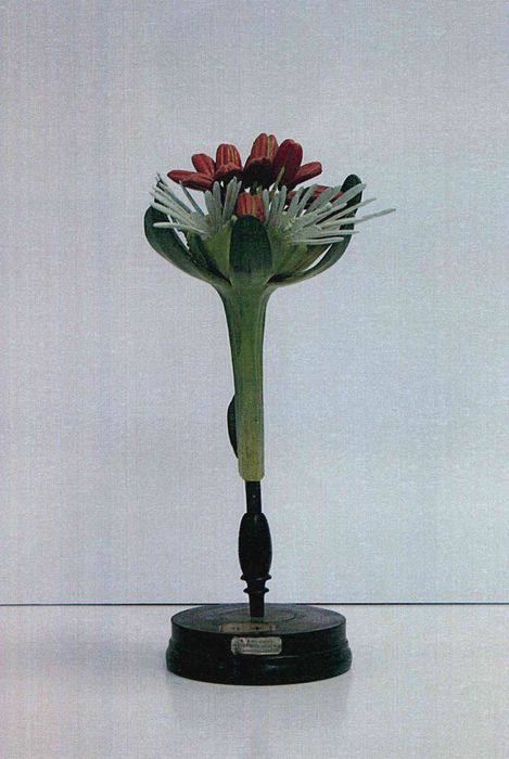 modèle de fleur articulé Brendel : réséda odorant - © Ministère de la Culture (France), Direction Régionale des Affaires Culturelles de Bourgogne-Franche-Comté – Tous droits réservés