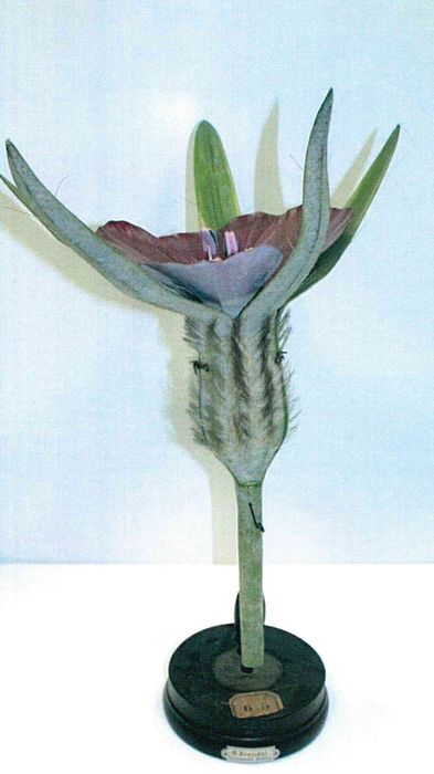 modèle de fleur articulé Brendel : nielle des blés - © Ministère de la Culture (France), Direction Régionale des Affaires Culturelles de Bourgogne-Franche-Comté – Tous droits réservés