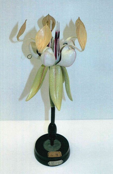 modèle de fleur articulé Brendel : cacaoyer - © Ministère de la Culture (France), Direction Régionale des Affaires Culturelles de Bourgogne-Franche-Comté – Tous droits réservés