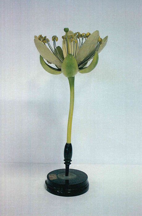 modèle de fleur articulé Brendel : tilleul - © Ministère de la Culture (France), Direction Régionale des Affaires Culturelles de Bourgogne-Franche-Comté – Tous droits réservés
