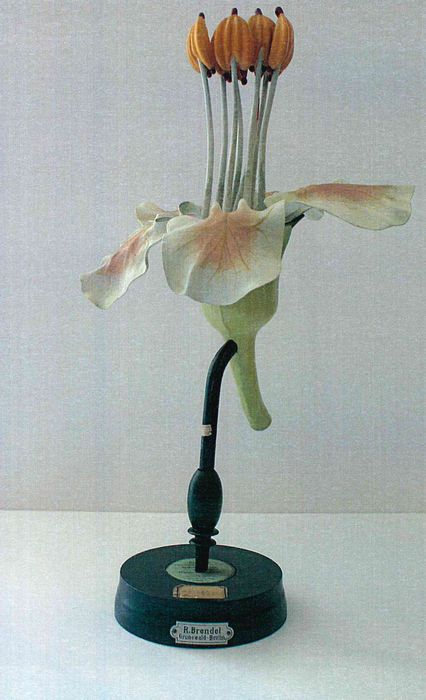 modèle de fleur articulé Brendel : marronnier - © Ministère de la Culture (France), Direction Régionale des Affaires Culturelles de Bourgogne-Franche-Comté – Tous droits réservés