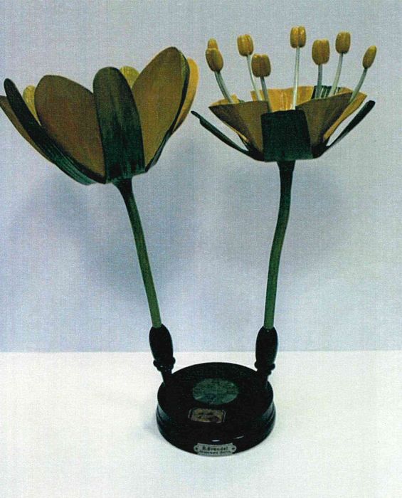 modèle de fleur articulé Brendel : érable champêtre - © Ministère de la Culture (France), Direction Régionale des Affaires Culturelles de Bourgogne-Franche-Comté – Tous droits réservés