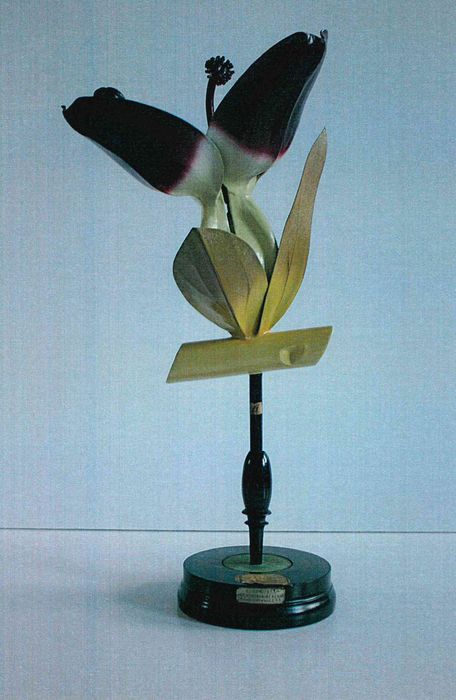 modèle de fleur articulé Brendel : sanguisorbe - © Ministère de la Culture (France), Direction Régionale des Affaires Culturelles de Bourgogne-Franche-Comté – Tous droits réservés