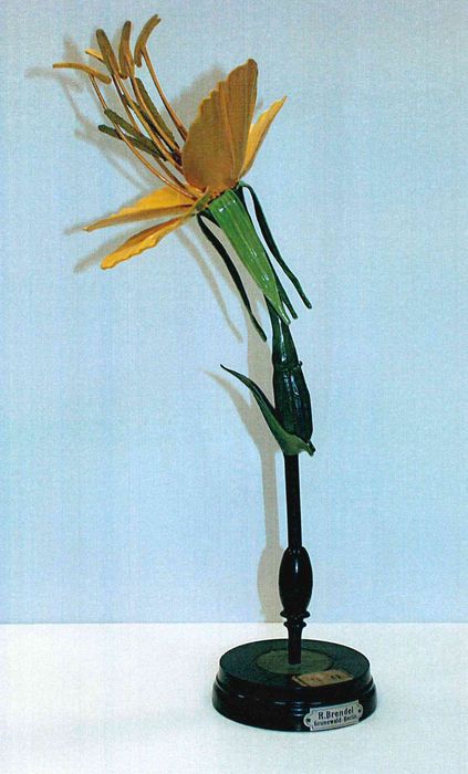 modèle de fleur articulé Brendel : onagre bisannuelle - © Ministère de la Culture (France), Direction Régionale des Affaires Culturelles de Bourgogne-Franche-Comté – Tous droits réservés